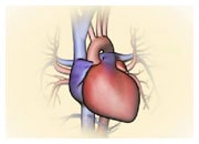 رسم متحرك يشرح كيف يعمل القلب الطبيعي