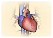 Wie ein Herzanfall eine Herzinsuffizienz hervorrufen kann